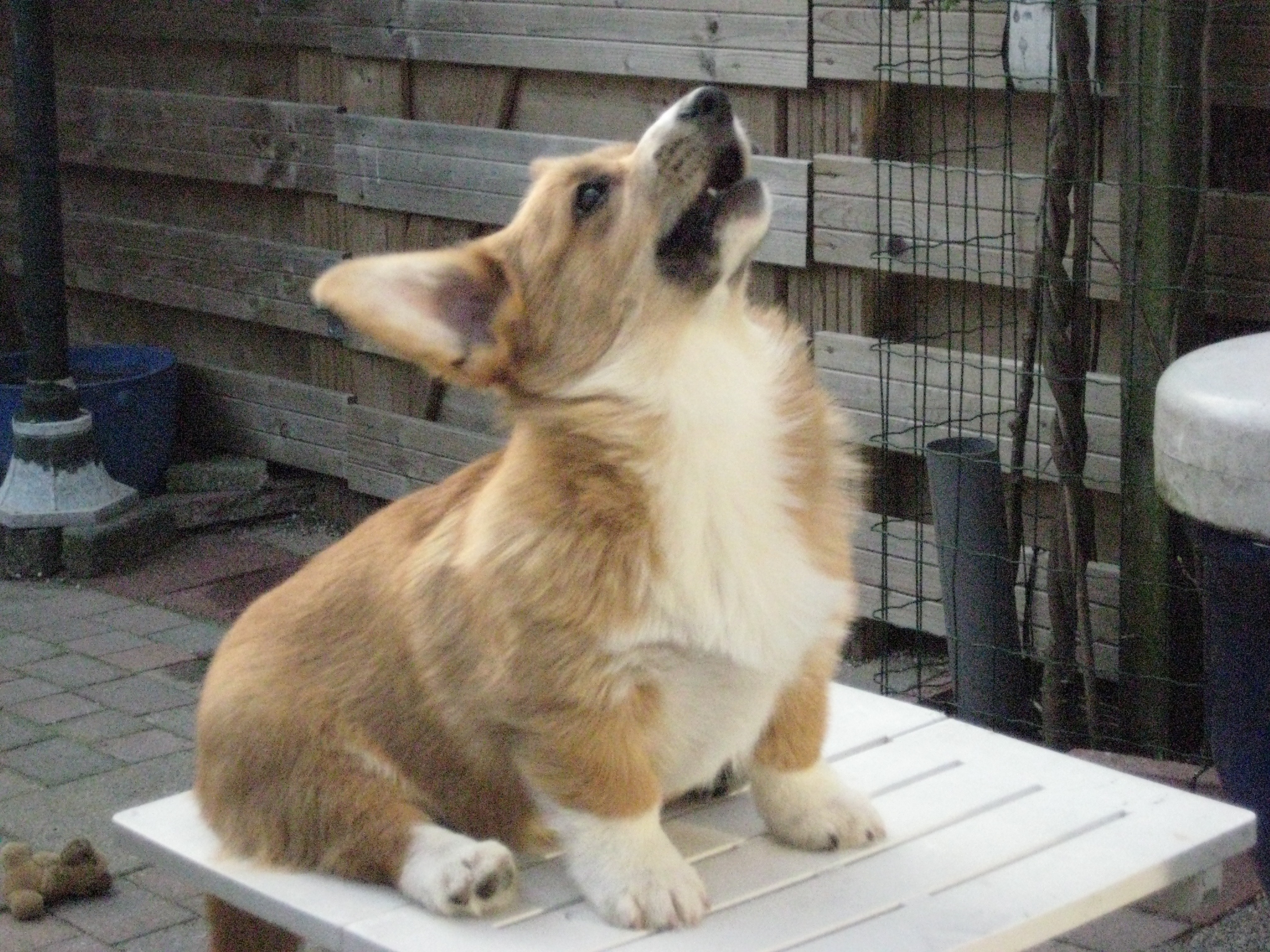 Kaya